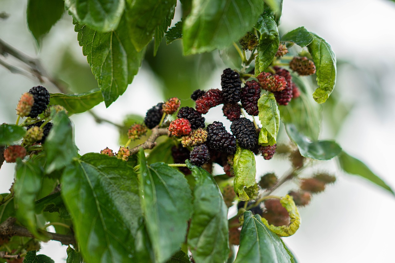 Mulberry fruit, spring, eat — Secure Future Healthcare with Medicare Advantage Plans 2026